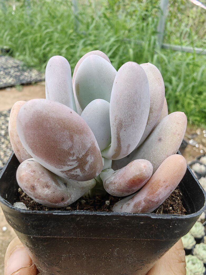 桃美人多肉植物图片(多肉植物桃蛋老桩图片)