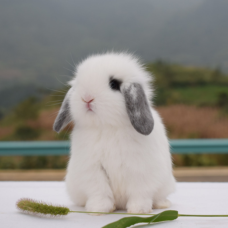 特价折耳兔_茶杯兔侏儒兔子活物荷兰垂耳兔活幼体宠物兔盖脸猫猫兔