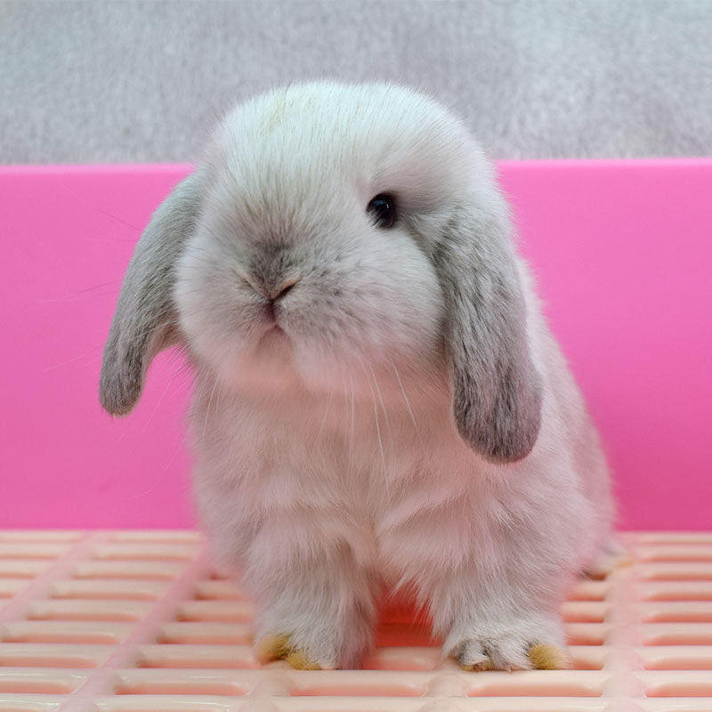 侏儒兔子活物茶杯兔荷兰垂耳兔活幼体宠物兔盖脸猫猫兔小型公主兔