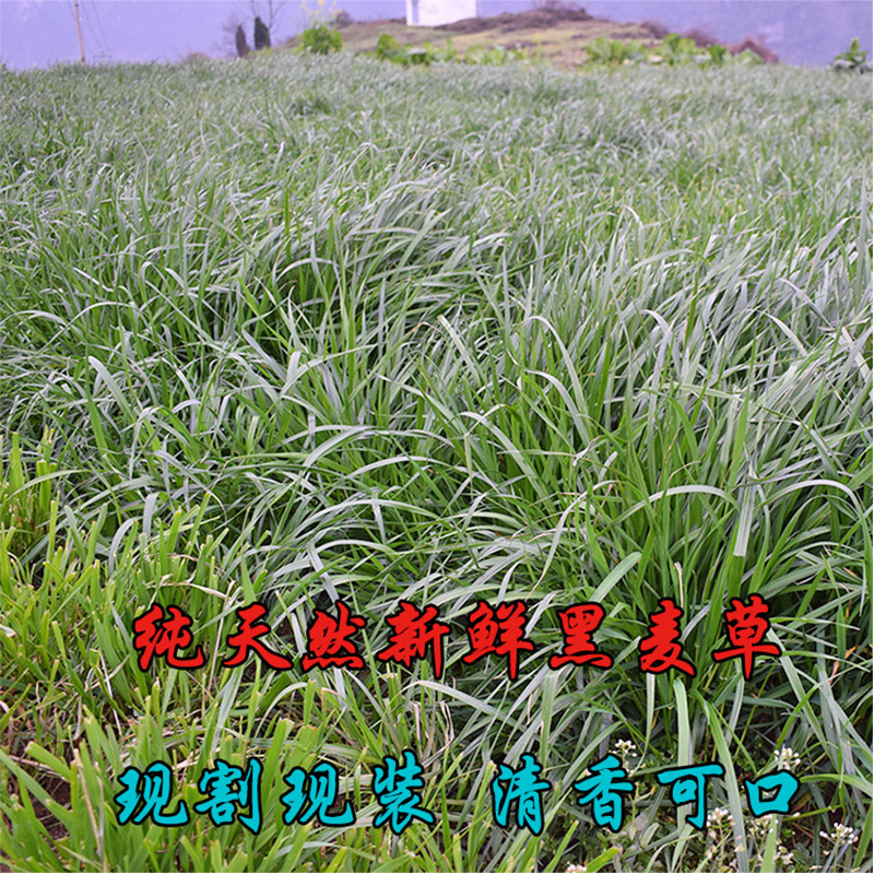 兔子小麦草宠物兔粮兔饲料干草新鲜黑麦草幼兔垂耳兔粮食物3斤装在类目 宠物/宠物食品及用品, 兔类及其用品, 兔兔干草中 - 来自Buy2taobao.com提供专业的淘宝代购服务