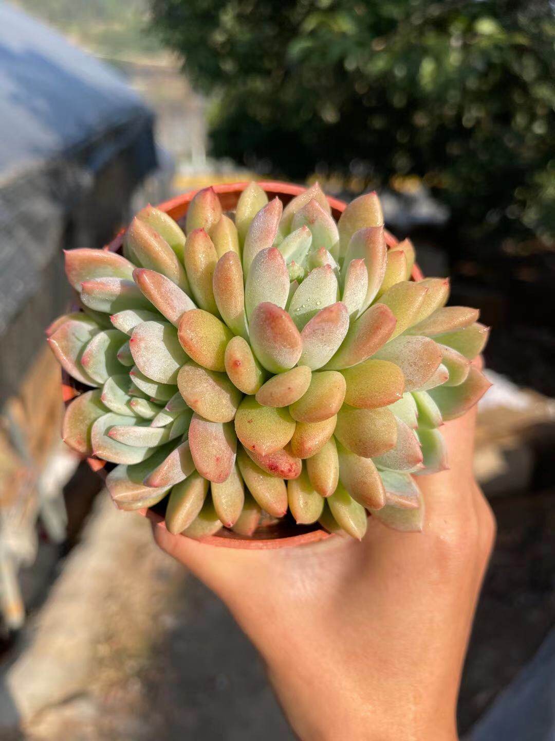 多肉植物霜花多头办公室阳台美观趣味绿植防辐射多肉花卉盆栽