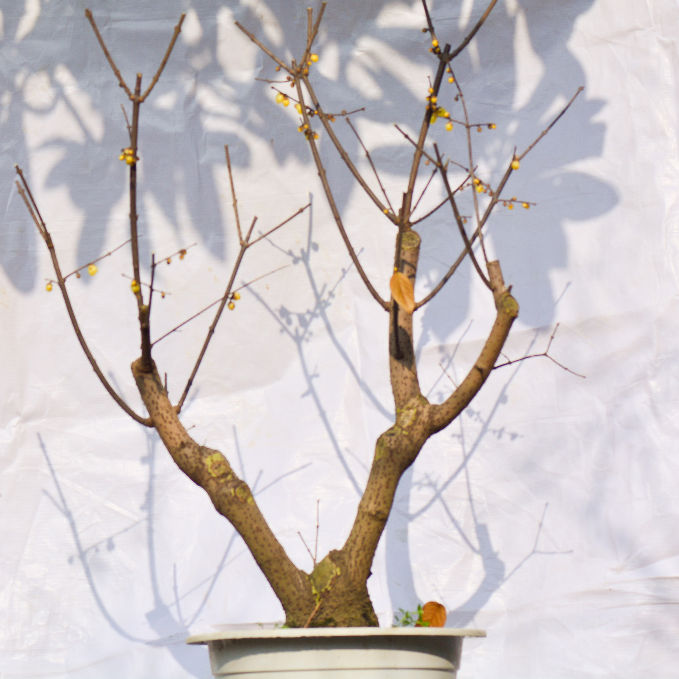 腊梅老桩盆景(腊梅老桩盆景什么时候修剪)