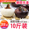 馬蹄帶箱10斤荸荠新鮮當季水果蔬菜5包郵饽荠珍珠當即食馬蹄果 馬蹄帶箱10斤荸荠新鮮當季水果蔬菜5包郵饽荠珍珠當即食馬蹄果