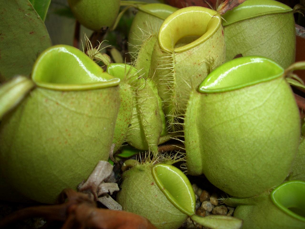 绿苹果猪笼草【实生苗高端低地包邮】