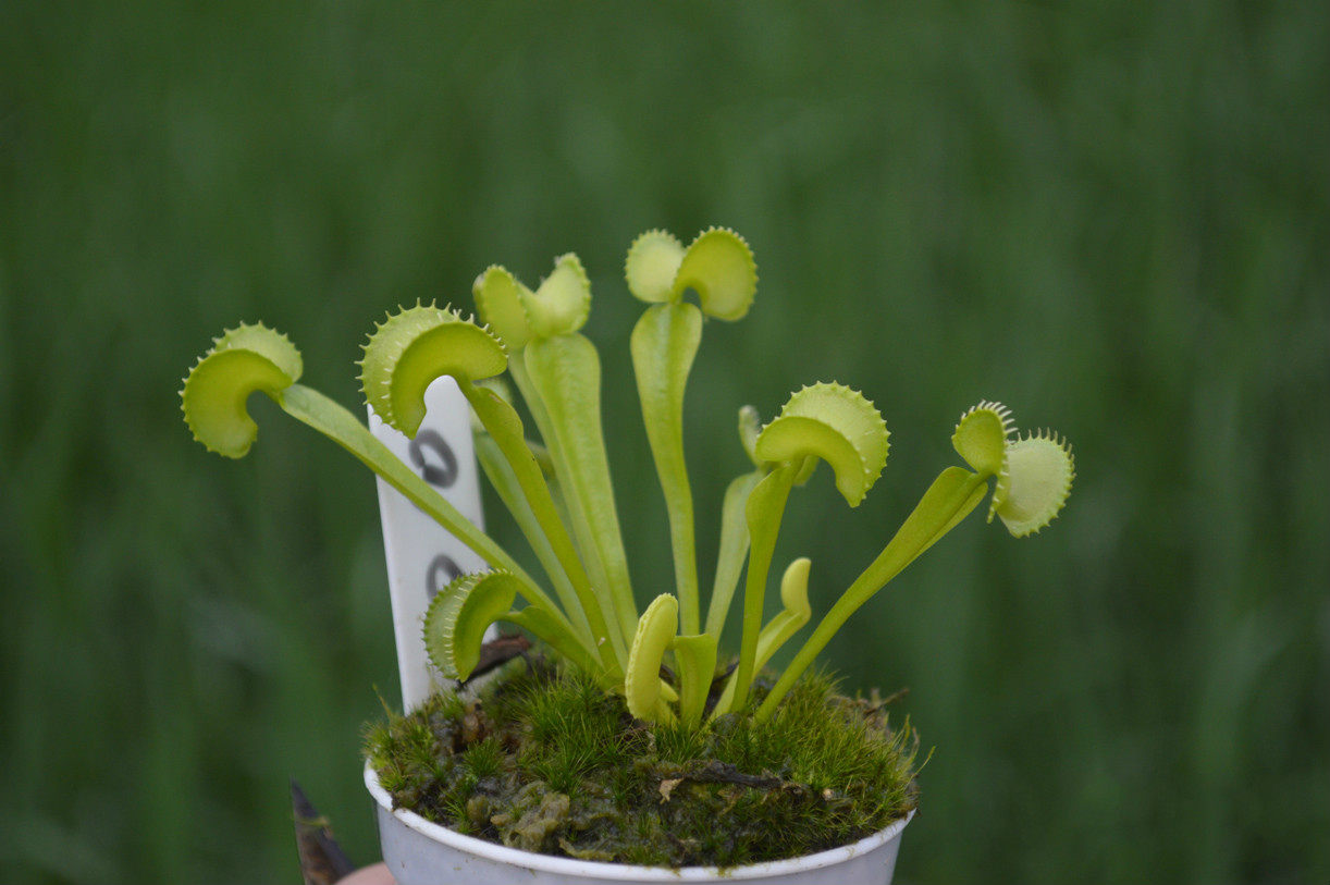 食虫植物-克隆010捕蝇草【,支持看图选苗 玩家收藏】