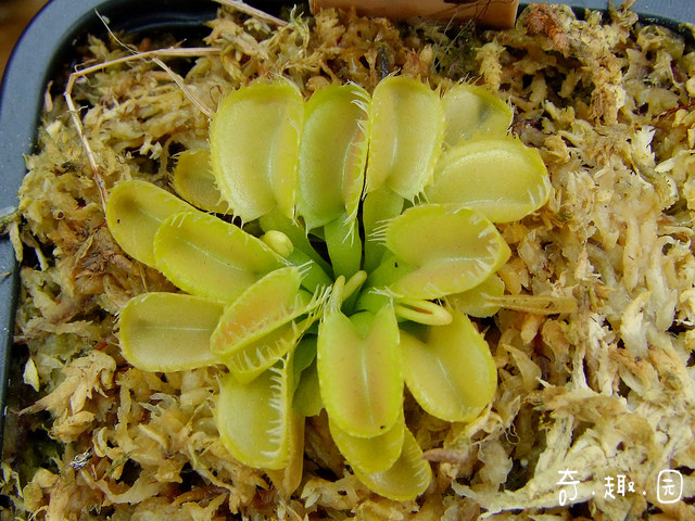 食虫植物-海神捕蝇草【特征明显 掌柜推荐 玩家收藏】