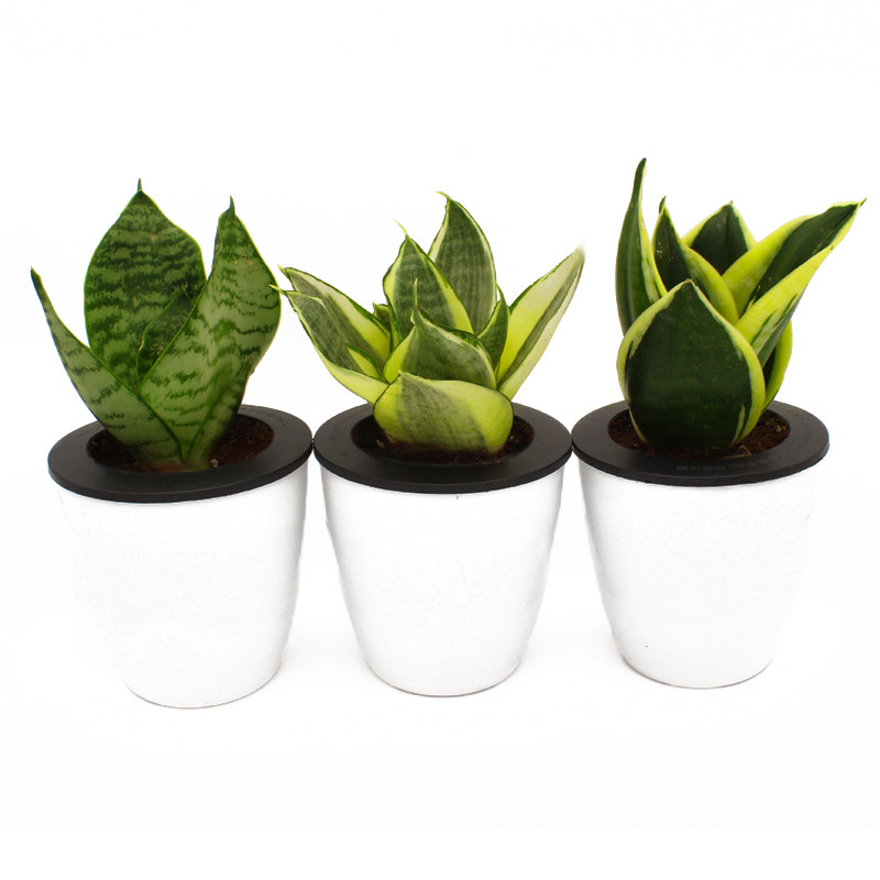 虎皮兰虎耳荷花哈尼矮脚稀有品种花卉吸水办公室室好养小绿植盆栽