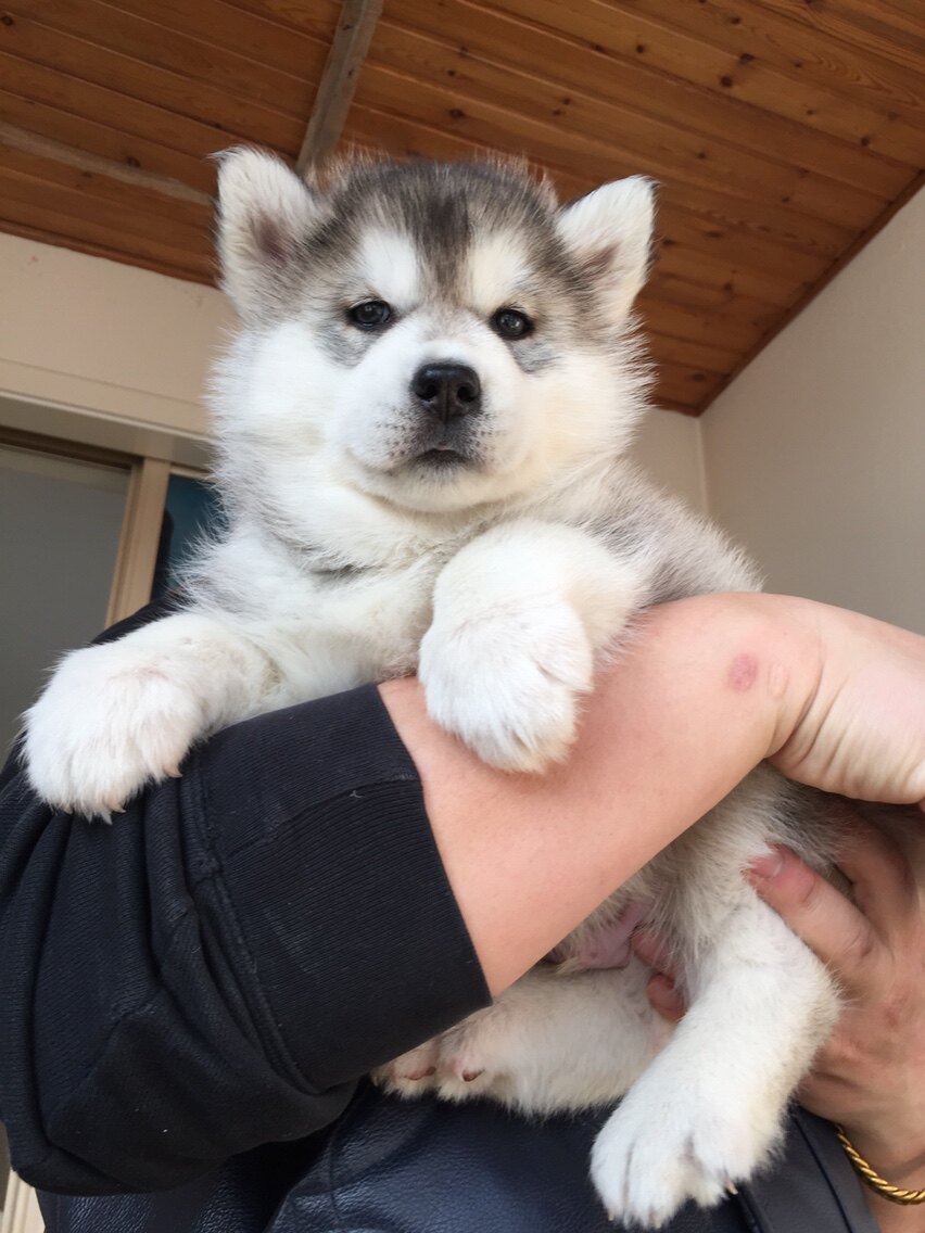 哈士奇犬幼犬活体宠物狗狗
