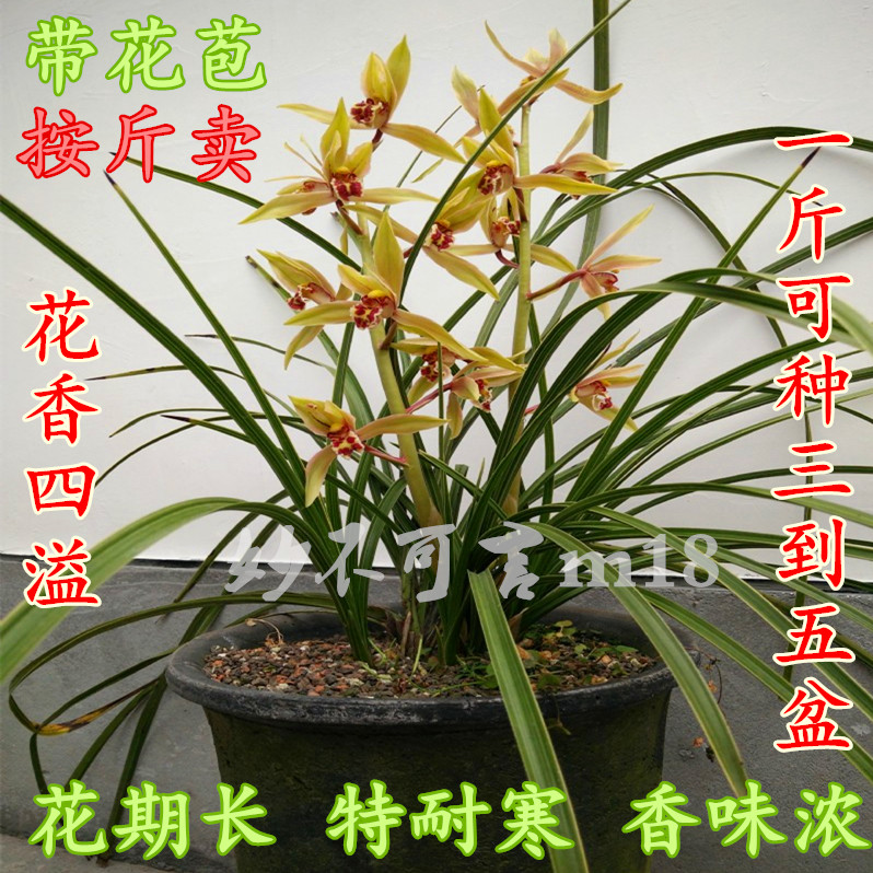 新鲜带花苞浓香兰花苗 春兰蕙兰 兰花土植料兰草苗 花卉绿植盆栽在类目 鲜花速递/花卉仿真/绿植园艺, 花卉/绿植盆栽(新), 花卉中 - 来自Buy2taobao.com提供专业的淘宝代购服务