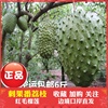 热带新鲜进口水果野生刺果番荔枝红毛榴莲野生释迦食疗水果6斤|ru 热带新鲜进口水果野生刺果番荔枝红毛榴莲野生释迦食疗水果6斤|ru
