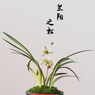 万艺兰花名贵墨兰带花兰阳之松室内兰草浓香四季花卉植物盆栽奇花