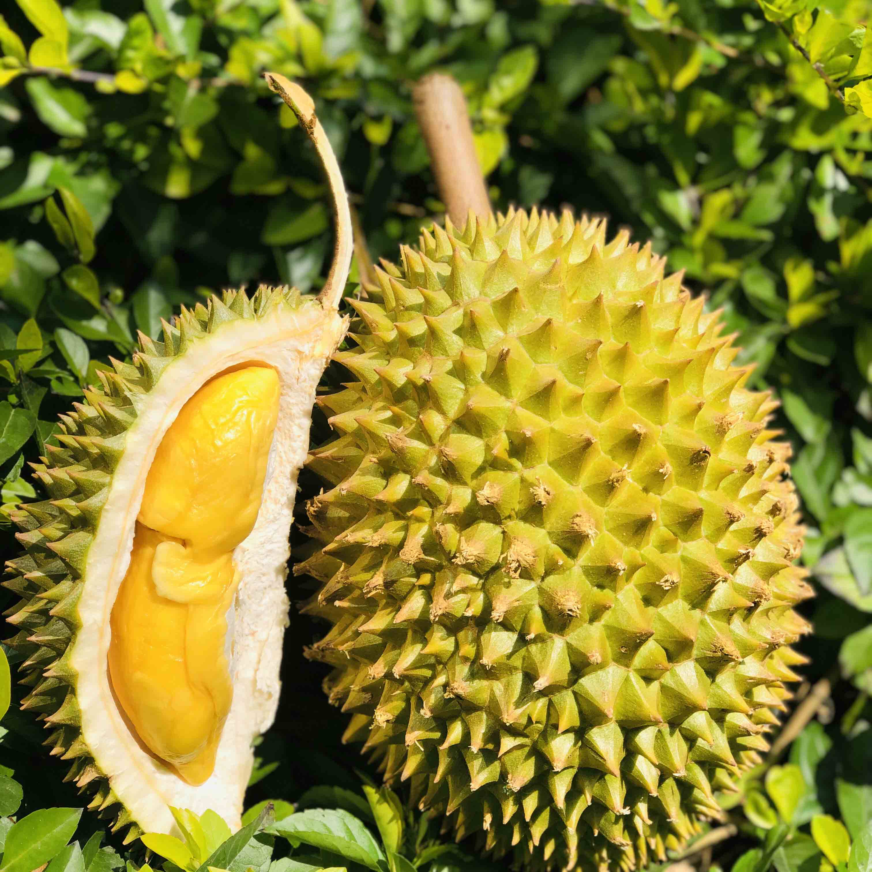 干尧榴莲新鲜_【泰国猫山王托曼尼榴莲】非金枕干尧青尼新鲜水果优惠