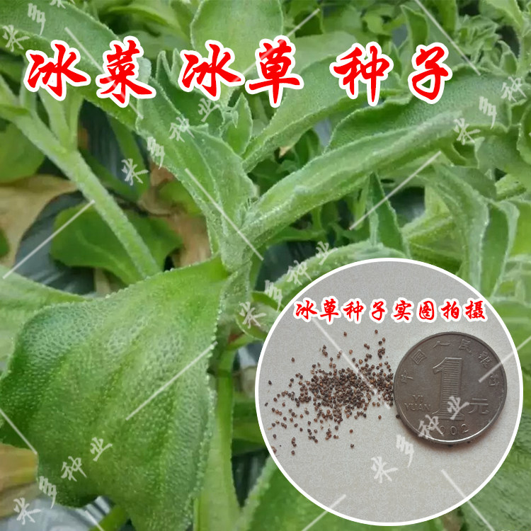 非洲冰菜种子 冰草苗 蔬菜种子水晶 特菜种子 阳台 盆栽 小菜园