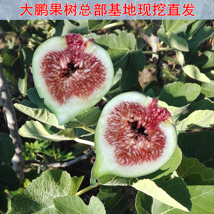 正宗地栽无花果苗 蓬莱柿无花果树苗 果肉鲜红 耐寒性强 果大丰产在类目 鲜花速递/花卉仿真/绿植园艺, 花园植物/行道树/果树, 果树中 - 来自Buy2taobao.com提供专业的淘宝代购服务