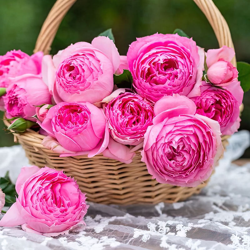 东涤月季 莲舟月季 中国天狼(姜正之) d12盆灌木大花2021新品四季