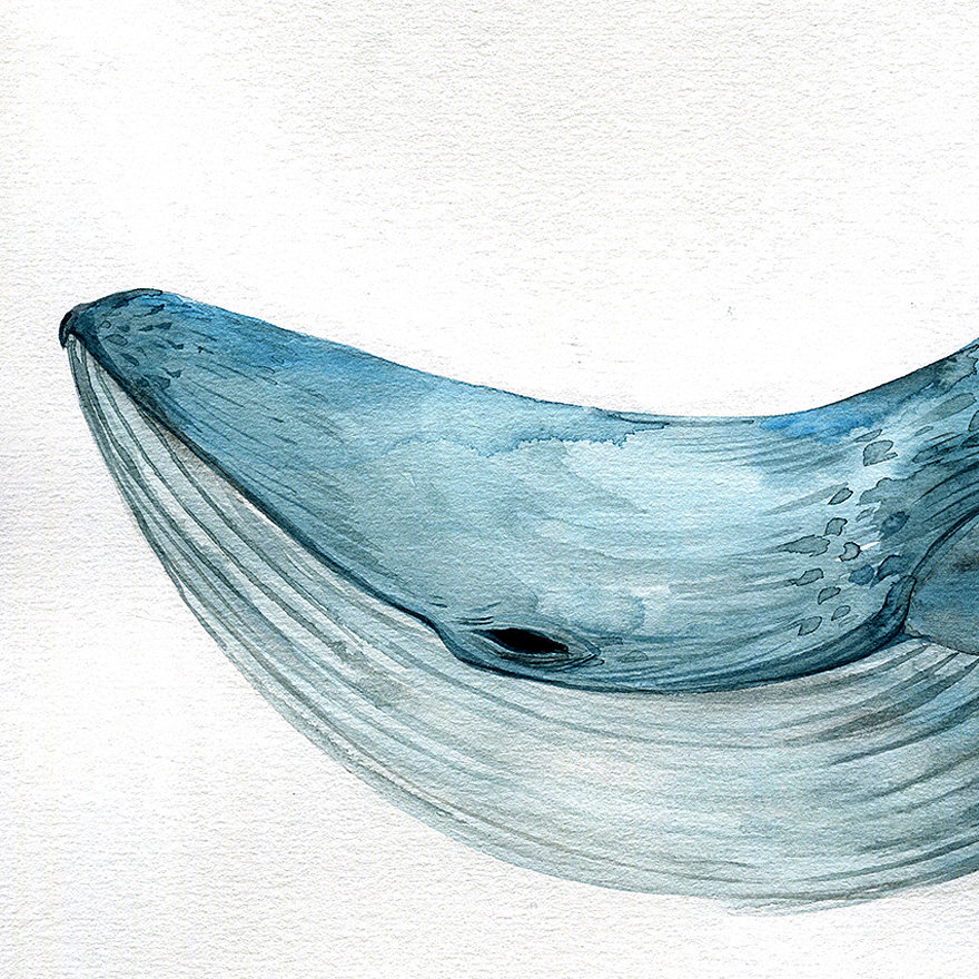 钟沛霖《蓝鲸鱼》纸本水彩