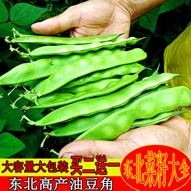 东北菜籽大全油豆角油豆角小青菜辣椒茄子西红柿种蒲公英菇娘种子