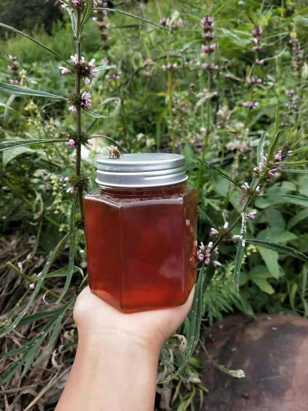2020湿地益母草蜂蜜新鲜自产纯天然500克