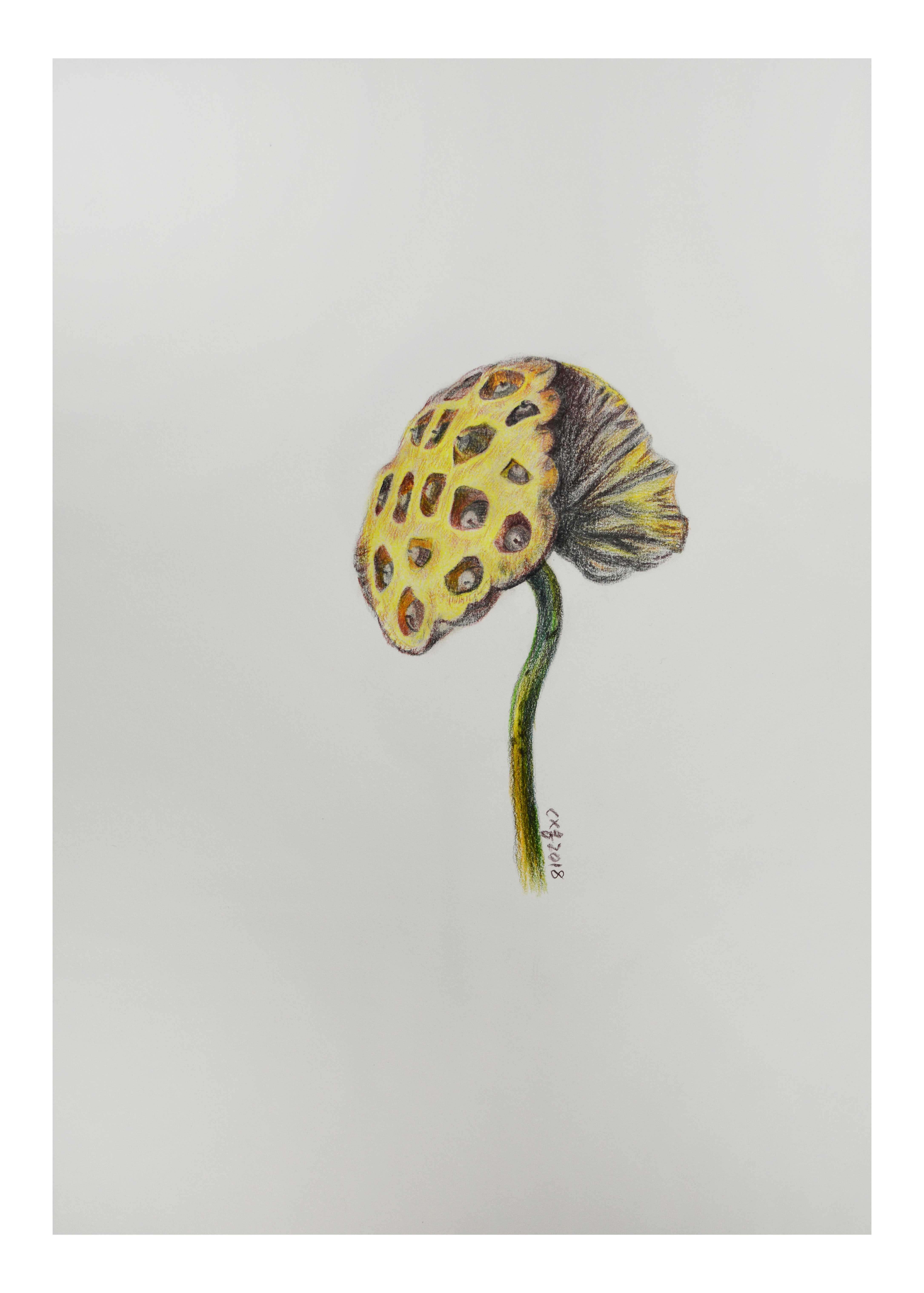 陈晓青《莲蓬》素描