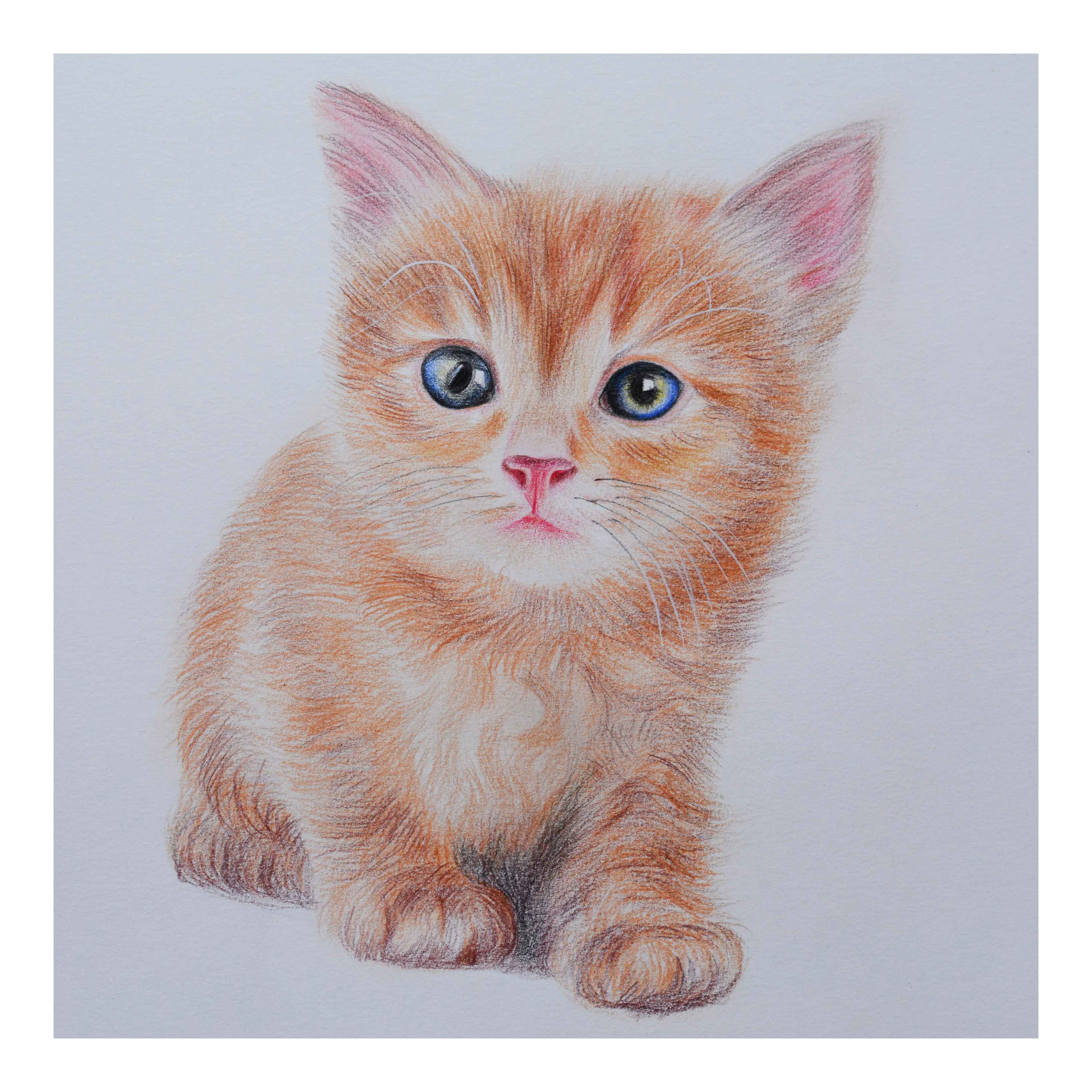 陈晓青《萌小猫》素描