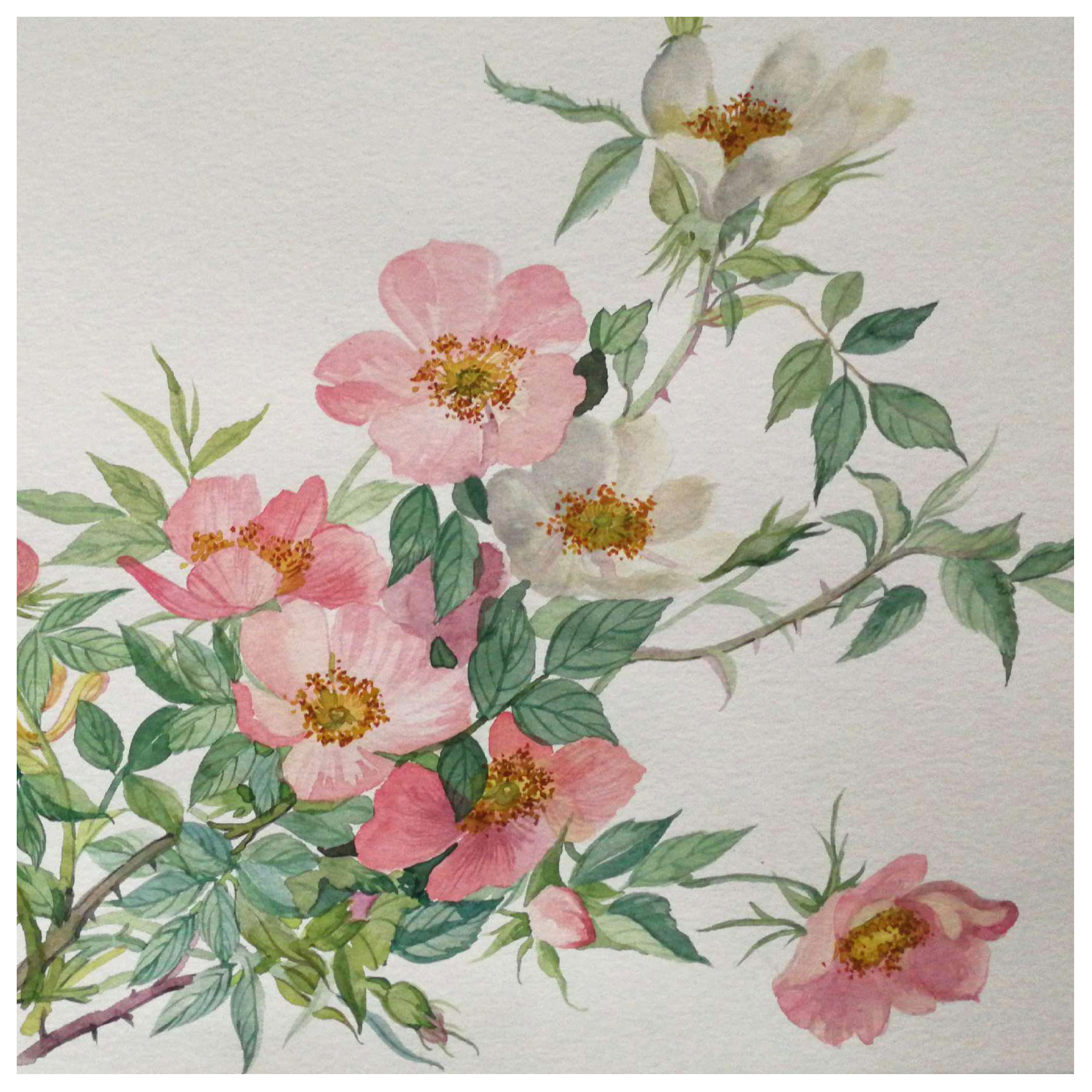 谢芳敏《花鸟》版画系列