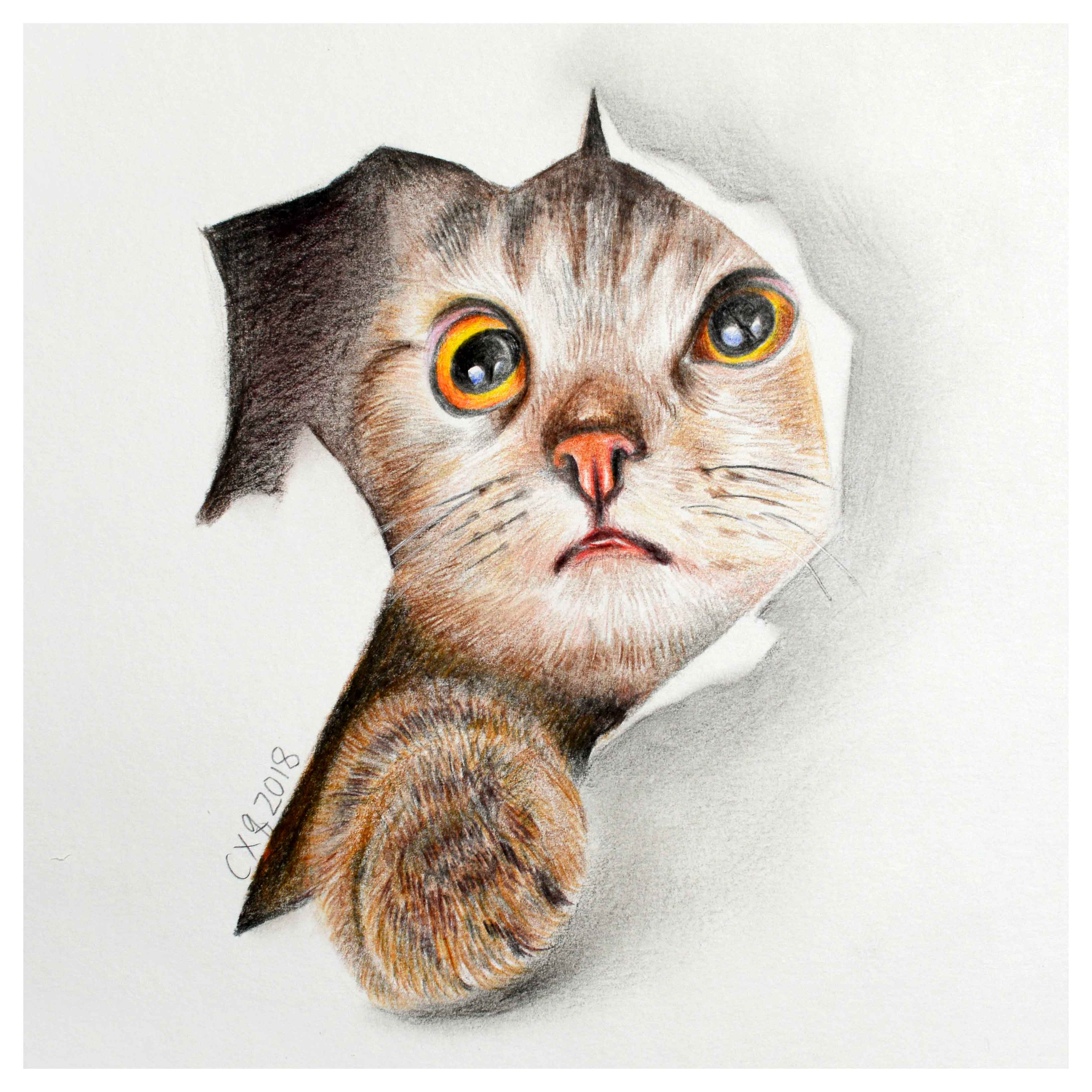 陈晓青《小猫咪》素描