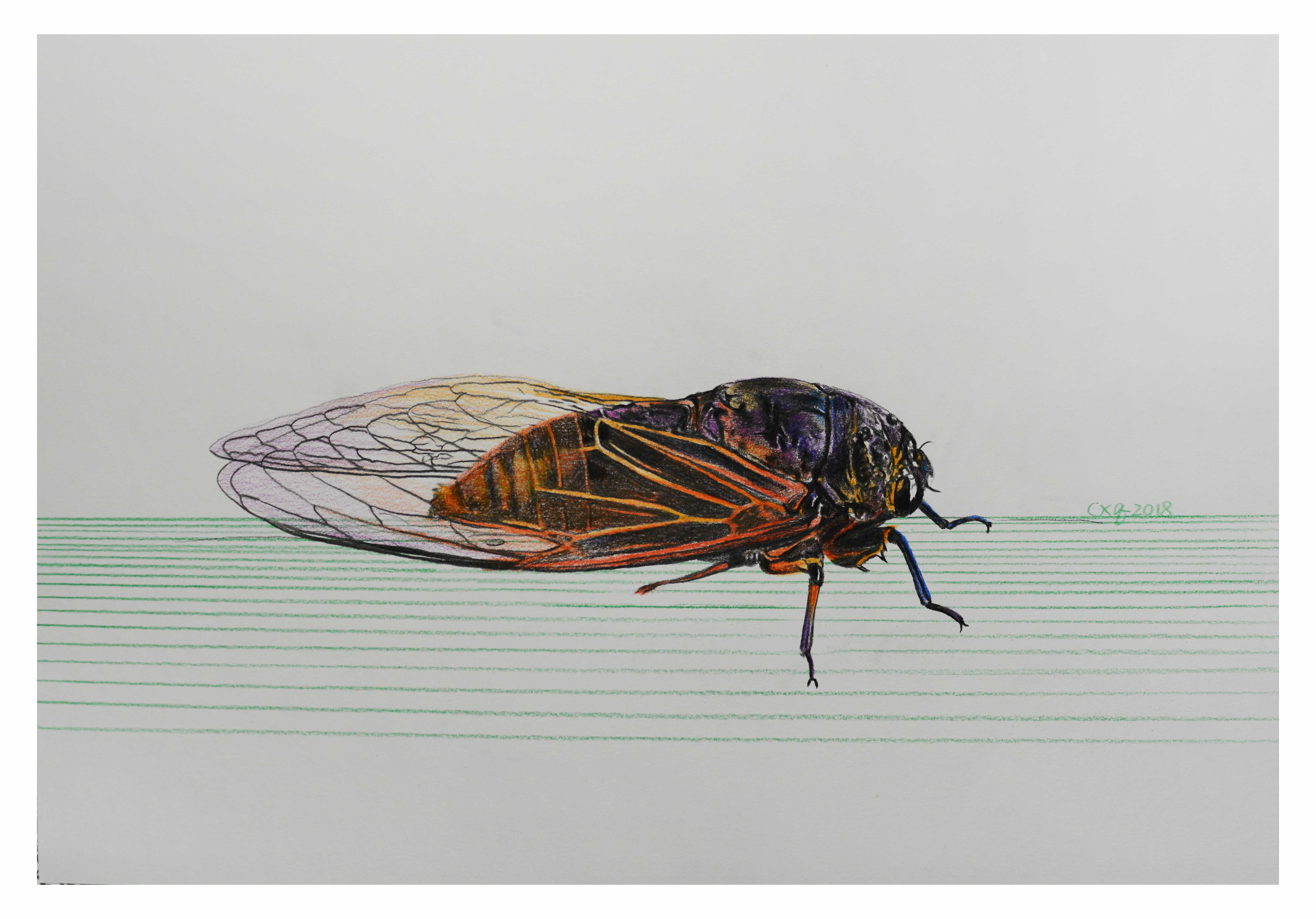 陈晓青《金蝉》素描