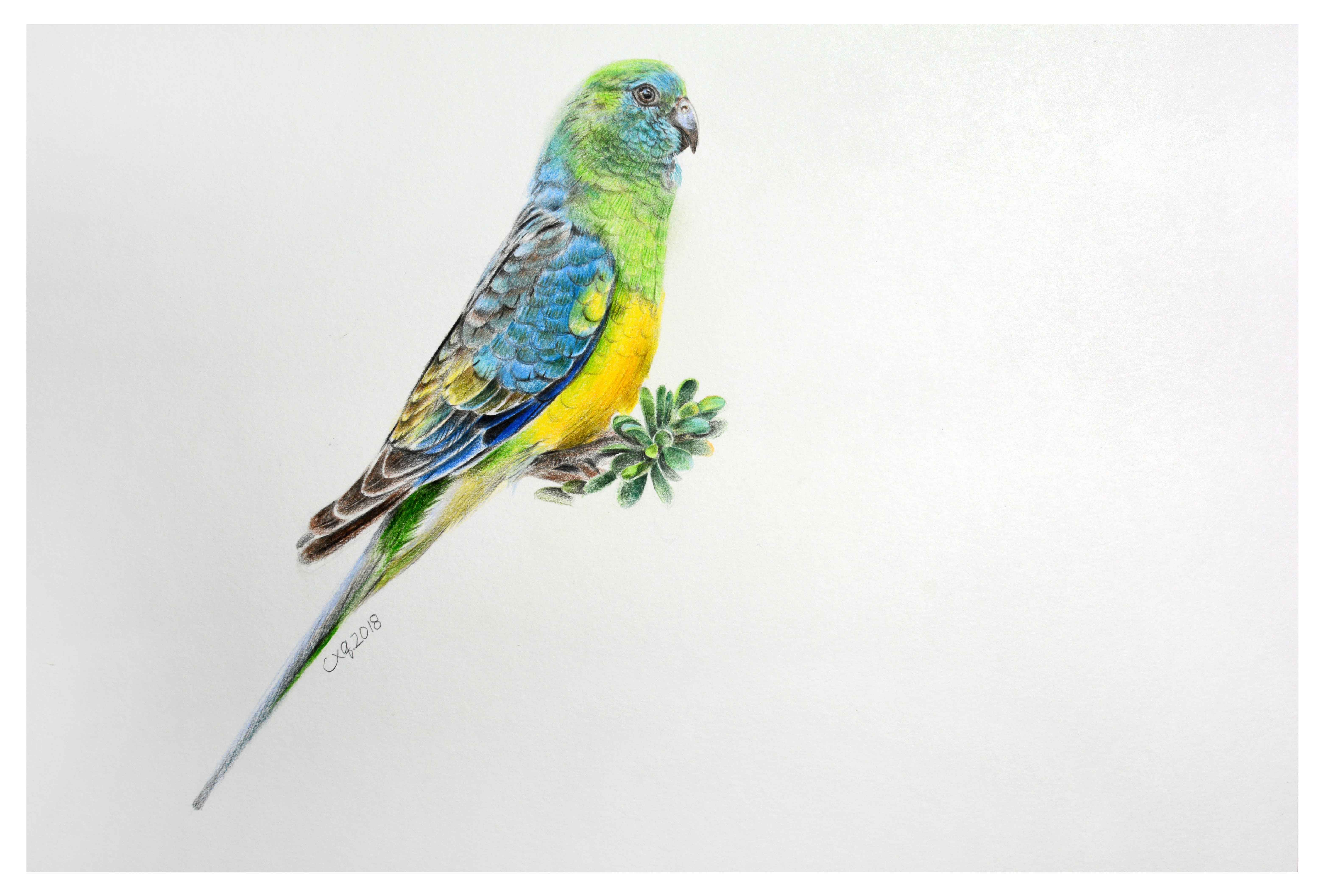 陈晓青《小鹦鹉》素描