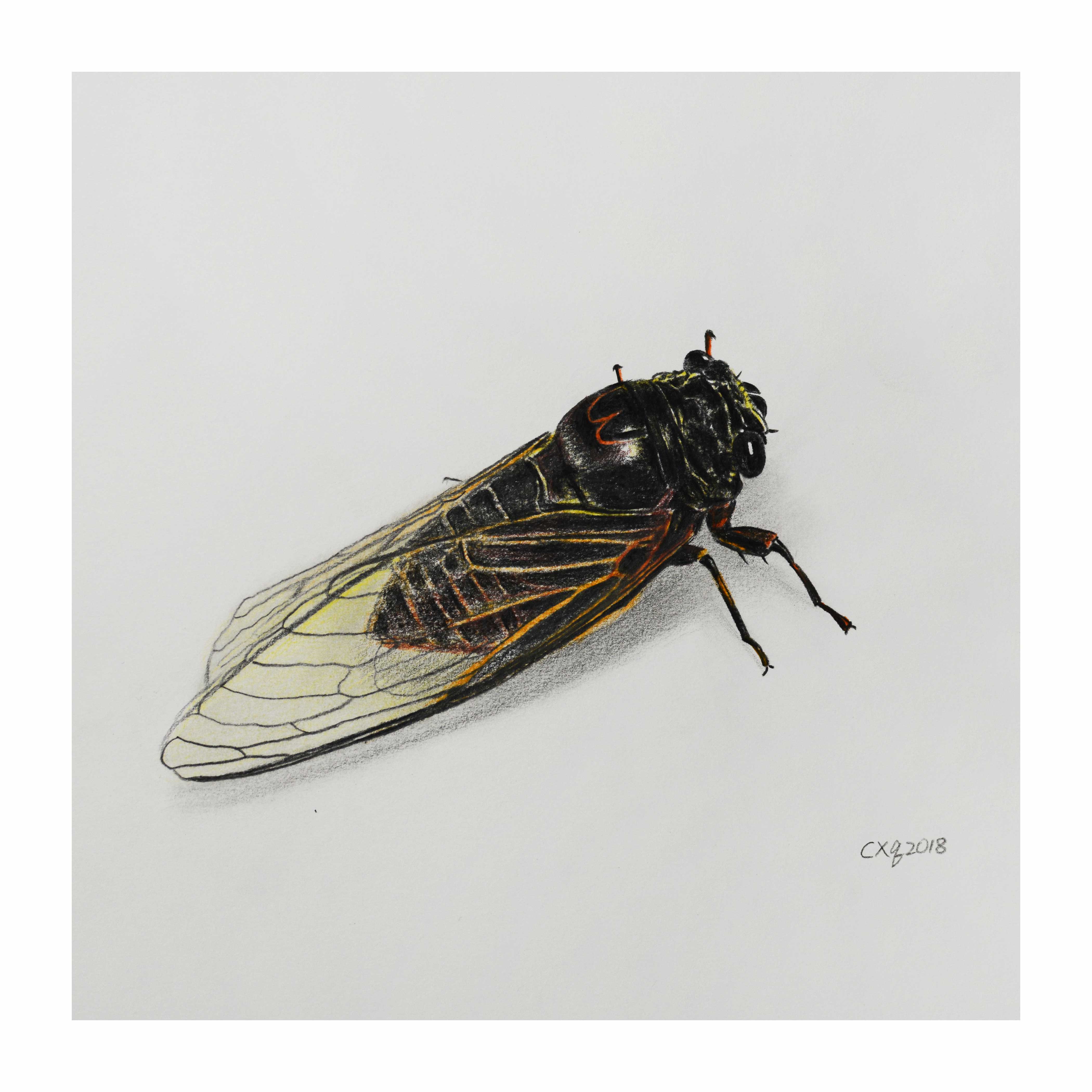 陈晓青《金蝉》素描