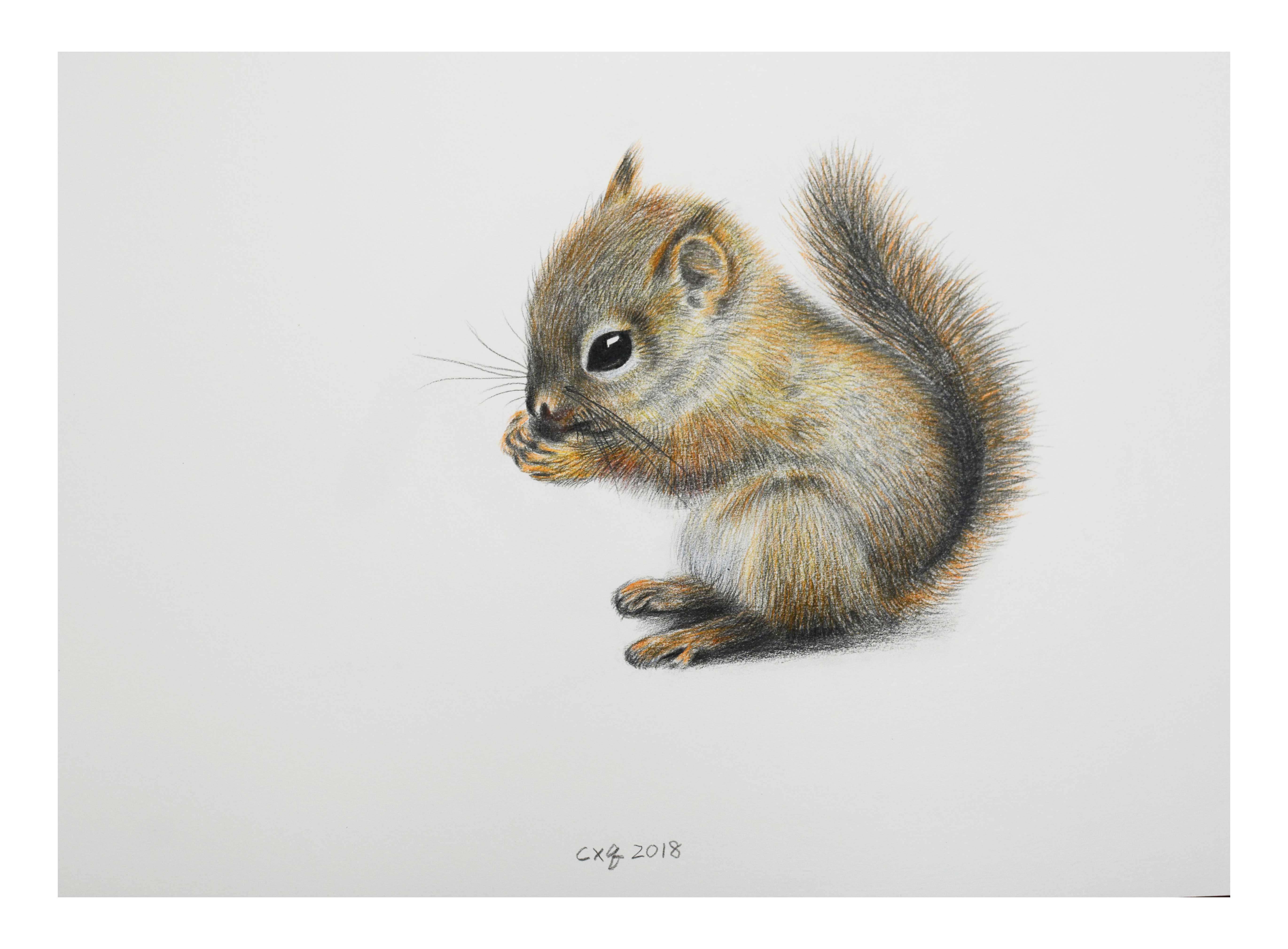 陈晓青《小松鼠》素描