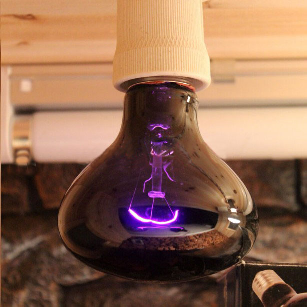 Pet heating lamp Reptile Warm Night light Pets reptile Heating lamp UVA Heating lampin the Pet/Pet food and supplies , Reptile/Insects and supplies Ming , Reptile/Insect appliances Ming category - from Buy2taobao.com to provide professional Taobao agent buy service