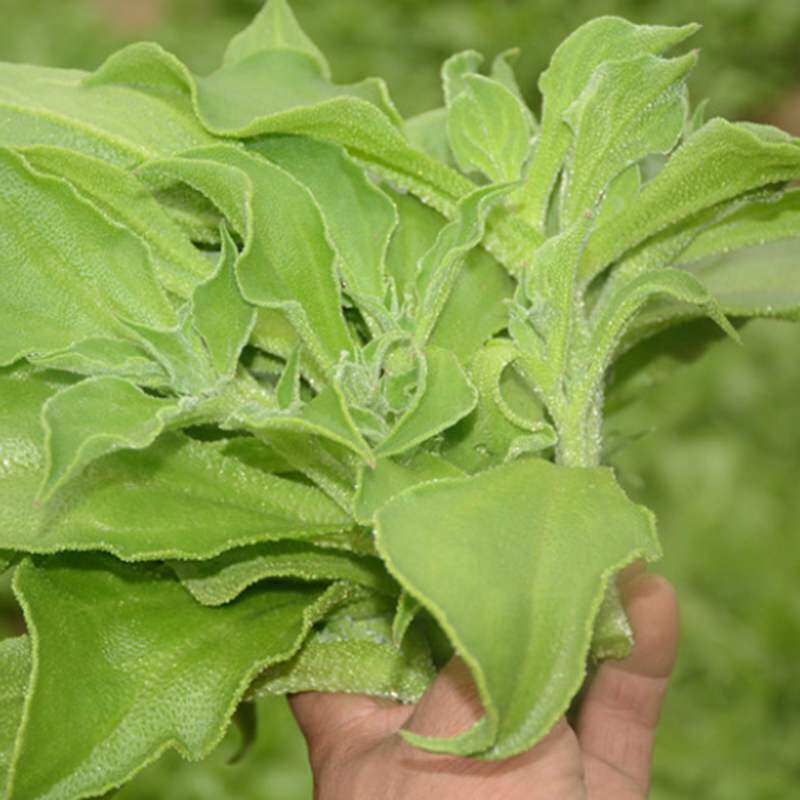 新鲜冰菜3斤叶菜净菜类蔬菜生鲜叶菜沙拉火锅凉拌菜