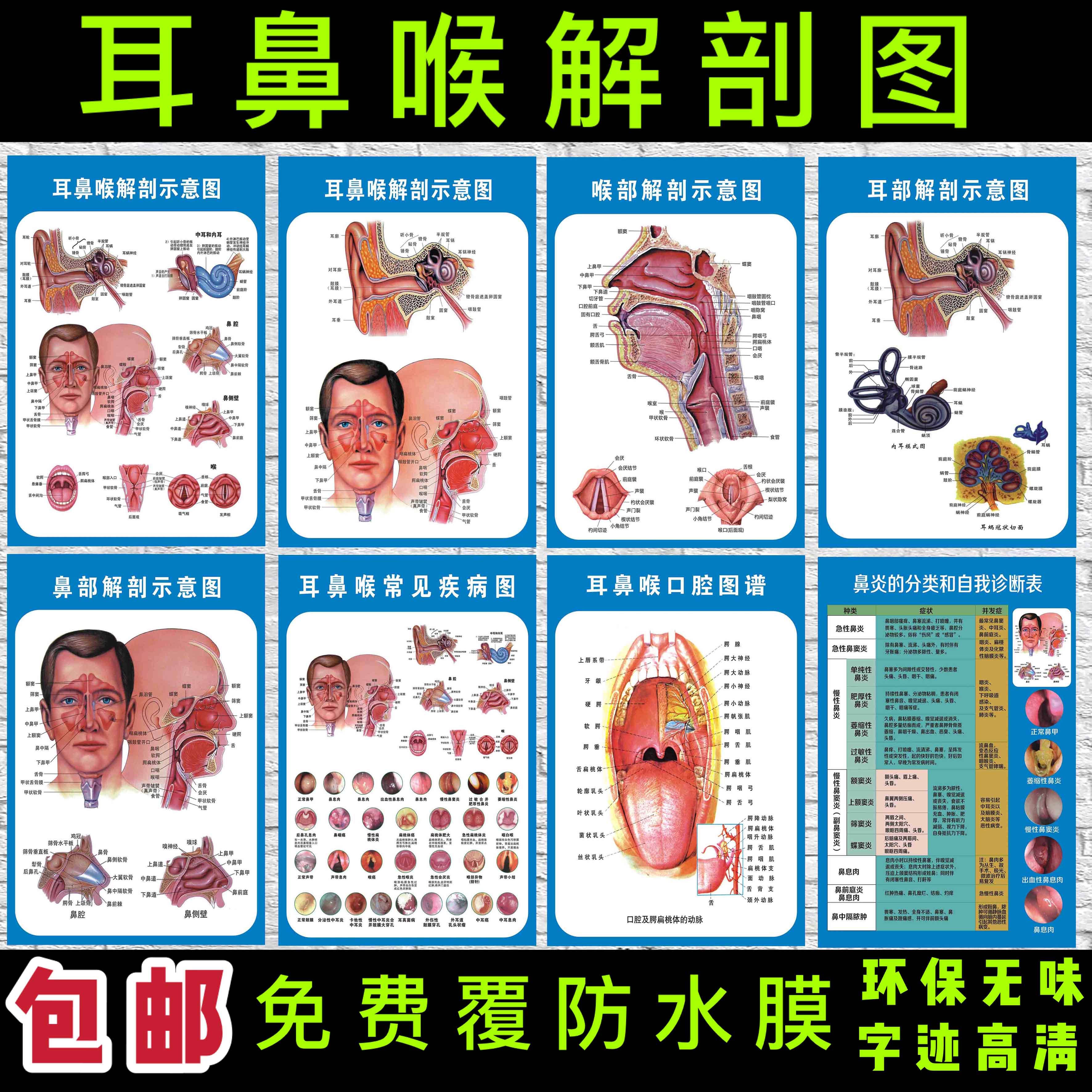 耳鼻喉解剖示意图医院大挂图人体经络穴位图中医养生保健海报贴画
