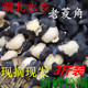 新鲜菱角3斤5斤装湖北特产老菱角二角青皮黑壳菱角个大粉糯现发