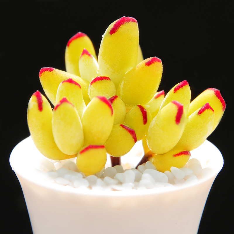 多肉植物精灵豆 室内盆栽萌肉肉组合小盆栽绿植新手好养套餐多肉