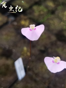 库独花狸藻 掌中花园苔藓雨林缸造景微景观办公室水培花卉销