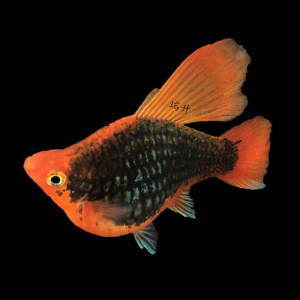 玛丽球鱼活体热带鱼图片