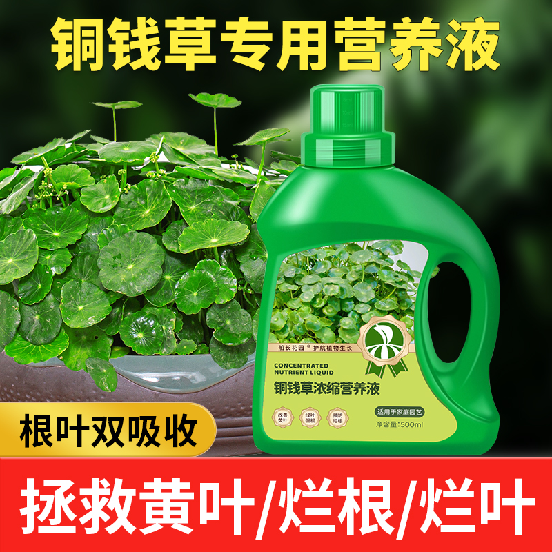 铜钱草浓缩营养液专用水培植物金钱草