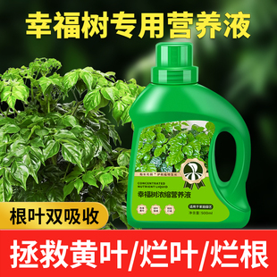 幸福树专用肥料营养液盆栽植物室内绿植养花通用氮磷钾复合花肥料