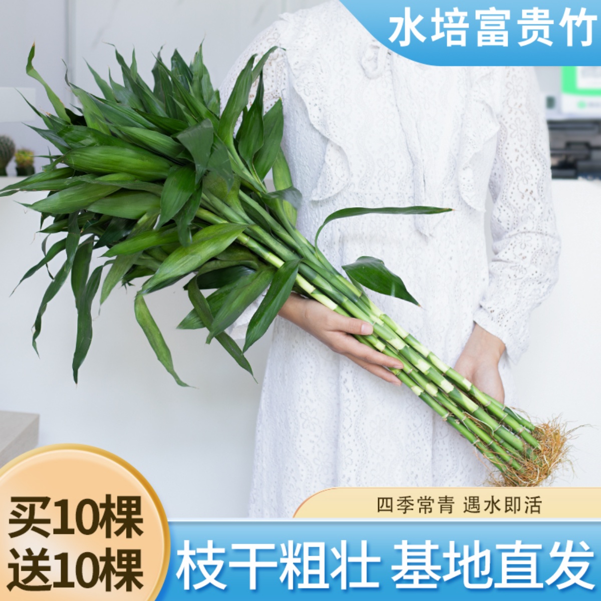 富贵竹水培植物带根室内盆栽客厅好养