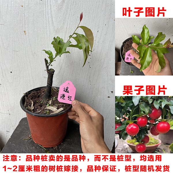 促灌木金弹子老桩嫁接苗葫芦果花生果品种盆景盆栽老母桩熟桩带盆