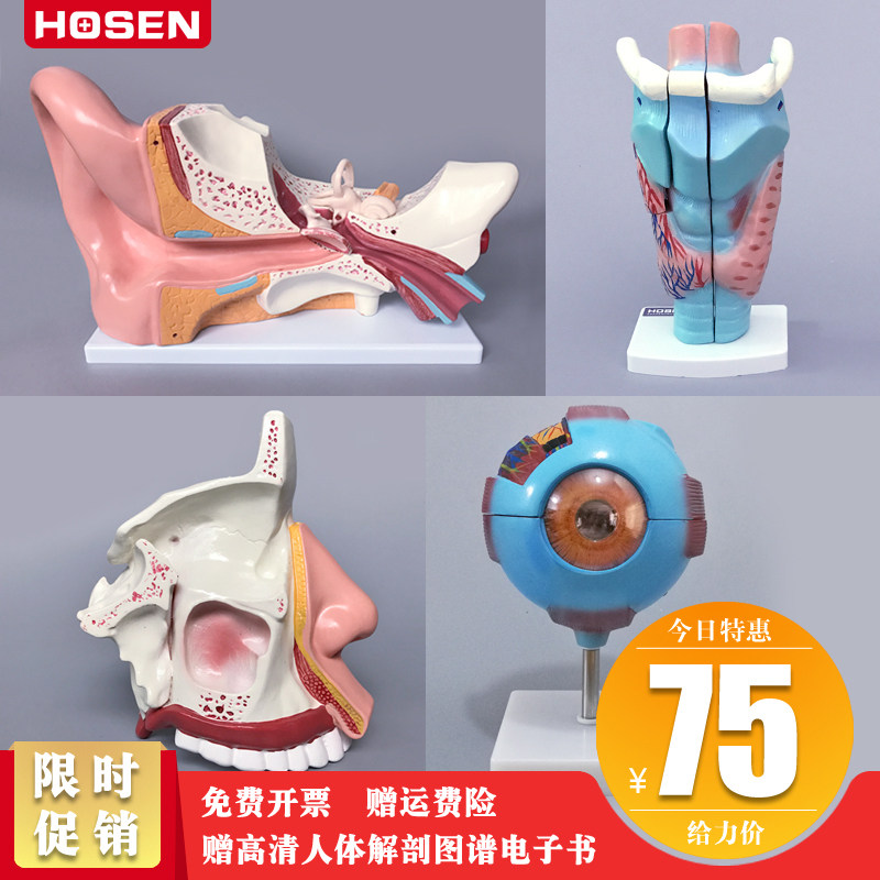 眼耳鼻喉科模型五官科人体器官解剖眼睛耳朵鼻子咽喉放大医学教学