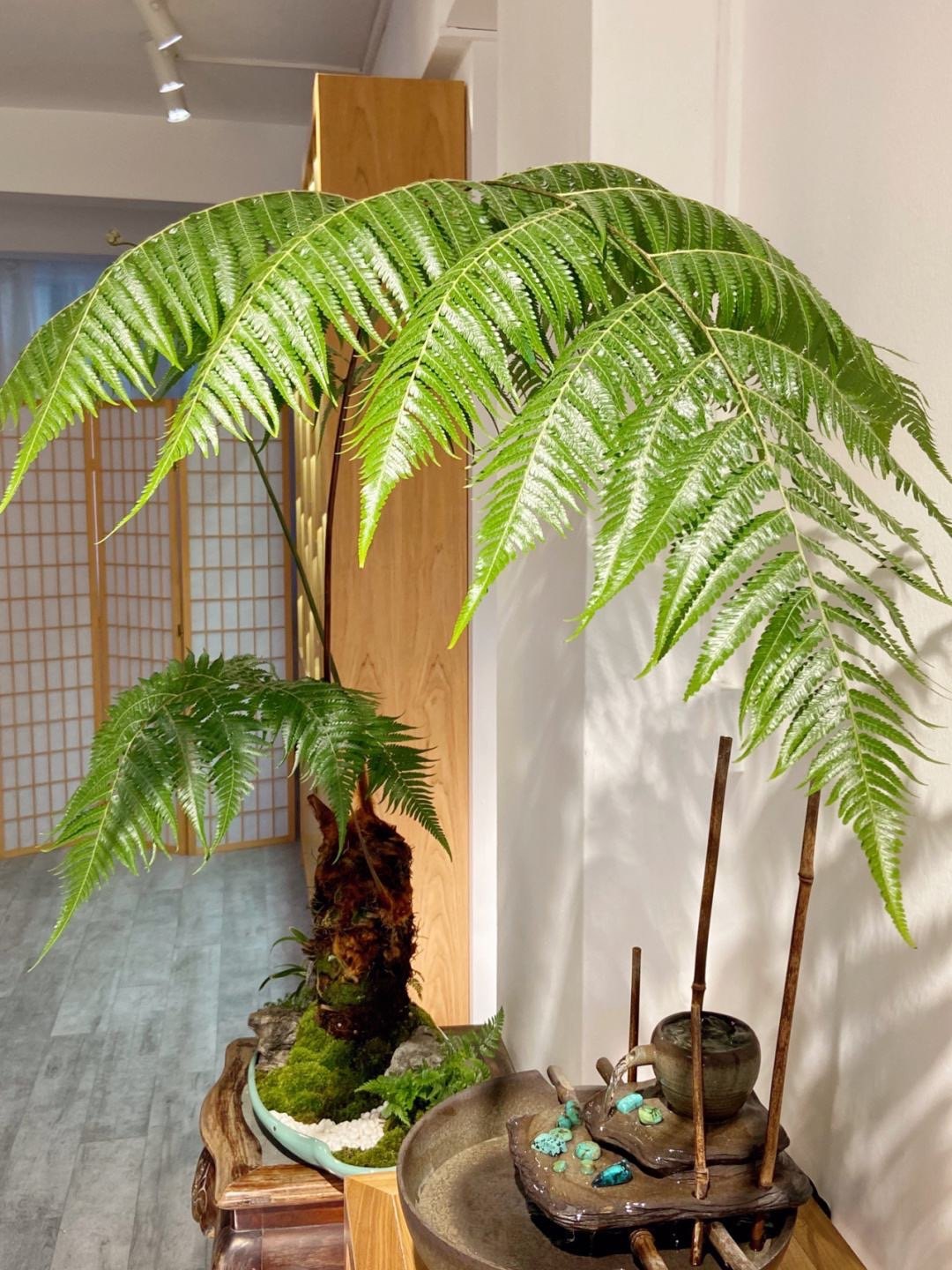 金毛蕨一叶蕨类植物老桩网红狗脊蕨室内绿植禅意蕨类欧式盆景盆栽