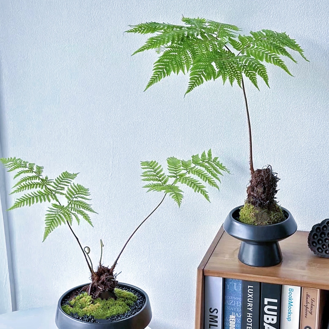 带叶虹鳞蕨类植物一叶蕨类红鳞蕨水培