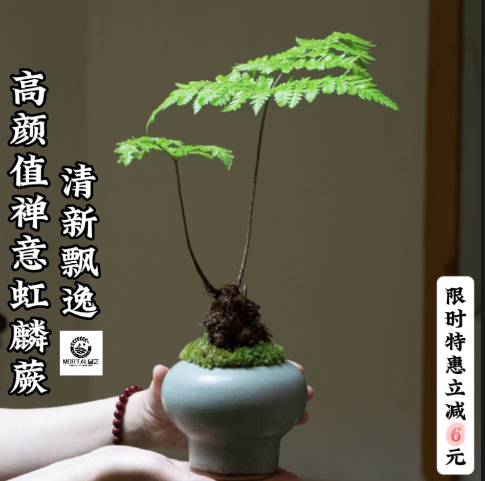 金毛虹麟蕨莲座蕨类绿植茶桌面盆景四