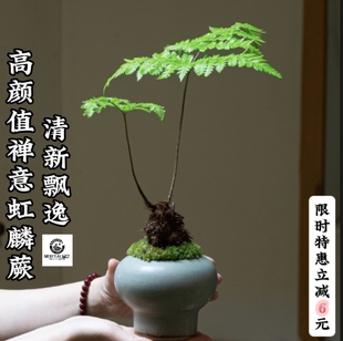 金毛虹麟蕨莲座蕨类绿植茶桌面盆景四季常绿盆栽创意一叶蕨类植物