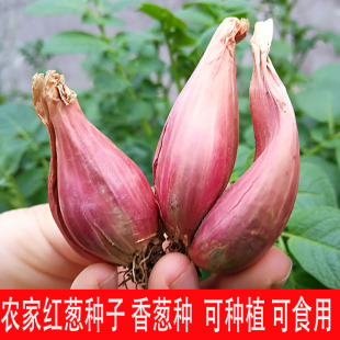 四季小香葱种头葱种籽菜种红头葱种子苗蔬菜葱苗小葱孑火葱头大全