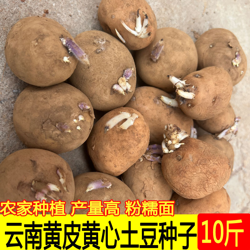 云南土豆黄皮黄心高产早熟土豆种子老品种原种马铃薯种植苗10斤