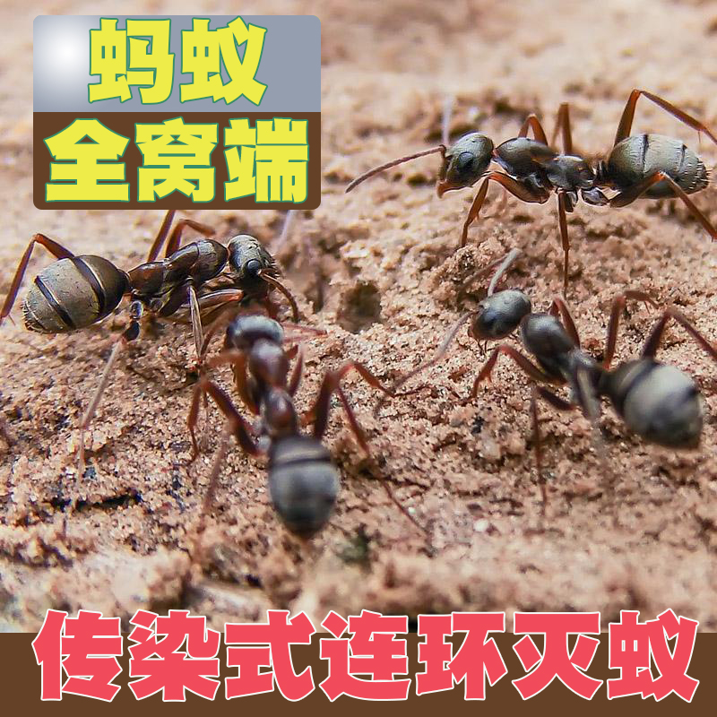 蚂蚁药家用室内灭杀蚁饵剂一窝端厨房除红白黄非无毒室外花卉通用