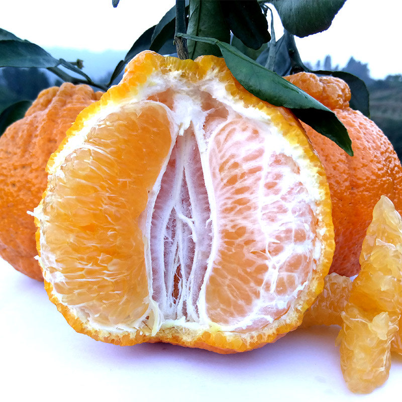 新鲜四川蒲江/丹棱丑柑不知火丑八怪橘桔子现摘精品大果5斤包邮_不